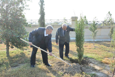 Şirvanda Dövlət Bayrağı Günü münasibətilə ağacəkmə aksiyası keçirilib.