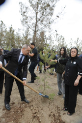 Şirvan şəhərində 27 sentyabr - Anım Günü münasibətilə ağacəkmə aksiyası keçirilib.