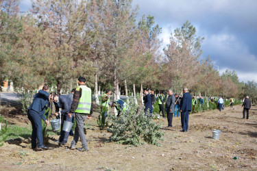 Şirvanda ağacəkmə aksiyası keçirilib.