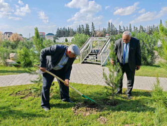 Şirvanda Anım Gününə həsr olunmuş ağacəkmə aksiyası keçirilib
