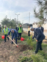 Şirvanda Müstəqilliyin Bərpası Günü qeyd edilib, ağacəkmə aksiyası keçirilib.