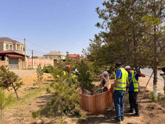 Şirvan şəhərində növbəti iməcilik təşkil olunub.