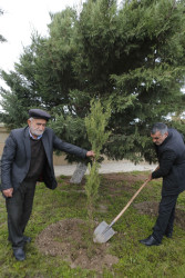 Şirvanda Dövlət Bayrağı Günü münasibətilə ağacəkmə aksiyası keçirilib.